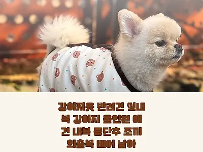 강아지옷 반려견 실내복 올인원 베어  관련 이미지 1